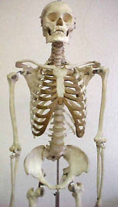 Skeleton uzopedia